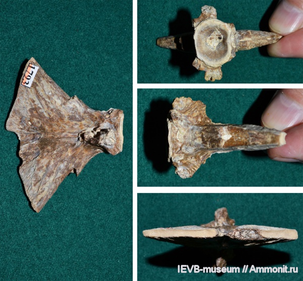 рыбы, эоцен, кости, Cybium, скумбриевые, hypural, fish