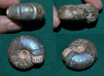 Аммонит Craspedites kaschpuricus