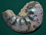 Аммонит Craspedites parakaschpuricus-1