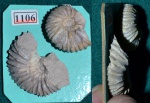 Аммонит ?Pavlovia sp.
