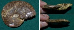 Аммонит Garniericeras subсlipeiforme