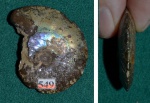 Аммонит Garniericeras ?catenulatum