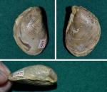 Двустворка Buchia tenuicollis Двустворка Buchia tenuicollis