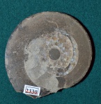 Аммонит Craspedites parakaschpuricus (срез)