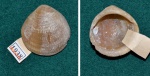 Двустворка Glycymeris volgensis