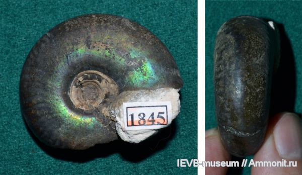 аммониты, юра, волжский ярус, Craspedites, титон, Craspedites mosquensis, Ammonites, Tithonian, Volgian, Jurassic