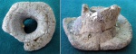 Губка Ventriculites cribrosus