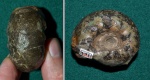 Аммонит Craspedites milkovensis