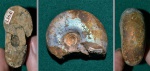 Аммонит Craspedites kaschpuricus-2