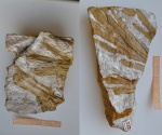 Гинкговое Psygmophyllum ?cuneifolium
