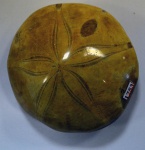 Морской ёж Plesiolampas sp.
