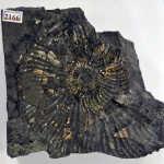 Аммонит ?Acanthohoplites sp.