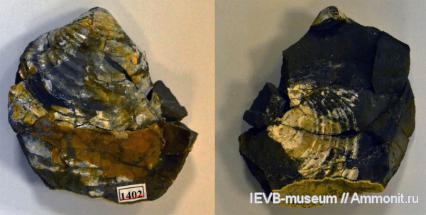 мел, двустворчатые моллюски, апт, Inoceramus, Aptian, Cretaceous