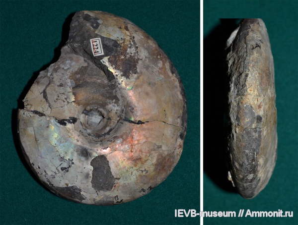 аммониты, юра, волжский ярус, Craspedites, титон, Craspedites okensis, Ammonites, Tithonian, Volgian, Jurassic