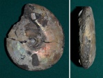Аммонит Craspedites okensis