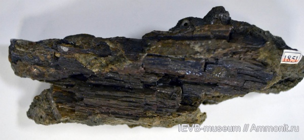 мел, древесина, валанжин, Valanginian, Cretaceous