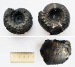 Аммонит Cadoceras elatmae
