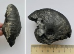Аммонит Macrocephalites prosekensis (?)