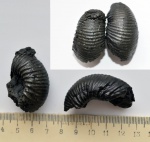 Аммонит Cadoceras cf. elatmae