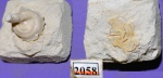 Полихета Spiraserpula n.sp.