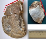 Двустворка Isognomon  sp.