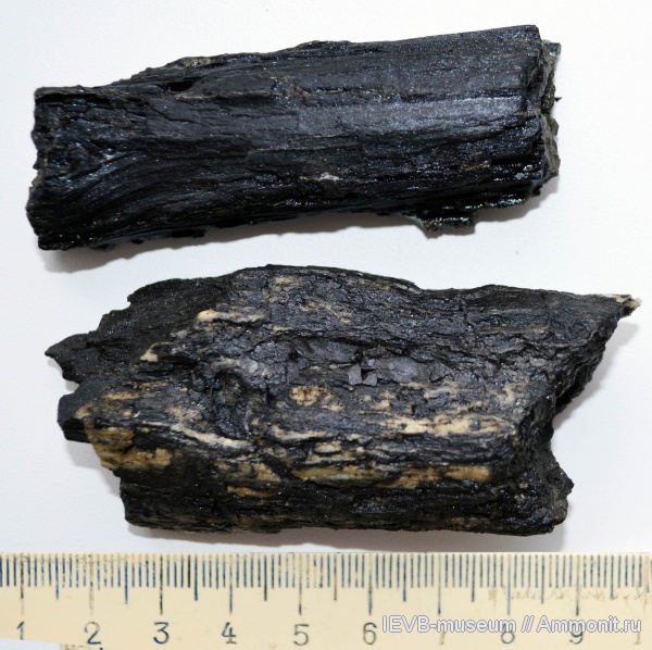 юра, древесина, келловей, Callovian, Jurassic, Middle Jurassic