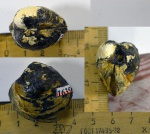 Двустворка Cyprina sp.