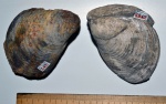 Двустворка Buchia volgensis