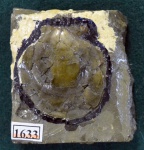 Двустворка Camptonectes sp.