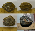 Двустворка Pleuromya sp.