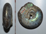 Аммонит Craspedites mosquensis