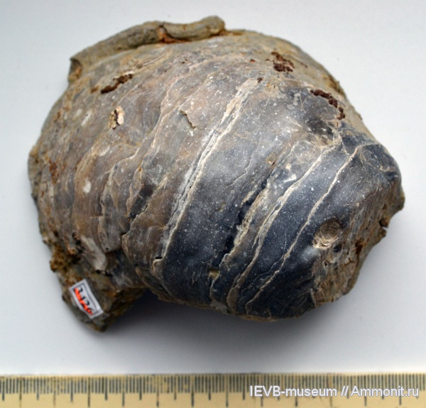 юра, оксфорд, двустворчатые моллюски, Gryphaea, Gryphaea dilatata, Oxfordian, Jurassic