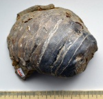 Двустворка Gryphaea dilatata Двустворка Gryphaea dilatata