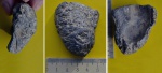 Следы полихет Polydora sp.