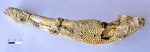 Челюсть лабиринтодонта Wetlugasaurus sp.