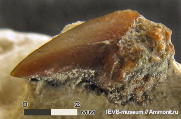 мел, Archaeolamna, турон, Turonian, Cretaceous
