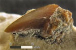 Зуб акулы Archaeolamna sp. Зуб акулы Archaeolamna sp.