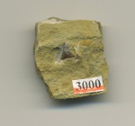 Зуб акулы Sphenodus sp. (?), верх.юра Зуб акулы Sphenodus sp. (?), верх.юра