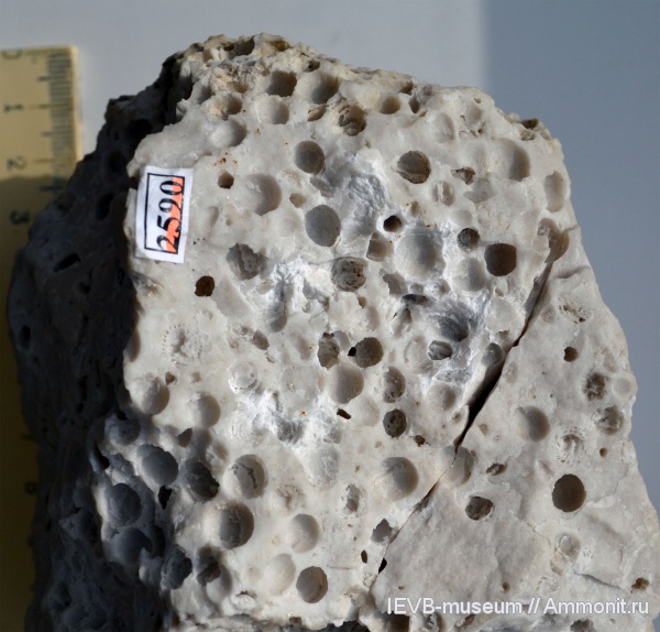 пермь, фораминиферы, ассельский ярус, Schwagerina, Schwagerina moelleri, Permian