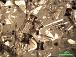 Остатки костной рыбы, маастрихт, демо-1