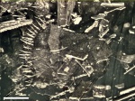 Остатки костной рыбы, маастрихт демо-3