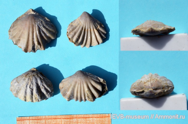 юра, волжский ярус, титон, Russirhynchia, Rhynchonellida, Russirhynchia fischeri, russirhynchia duplicata, Tithonian, Volgian, Jurassic