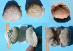 Брахиопода Buntoxia mosquensis