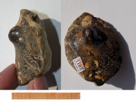 Euaspidoceras sp. (оксфорд)