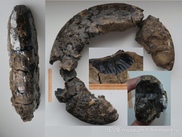 аммониты, юра, оксфорд, Ammonites, Vineta, Pictonia, Oxfordian, Jurassic