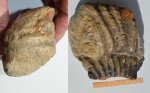 Оксфорд-4 на опр-е = ?Perisphinctes