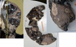 Euaspidoceras sp. (оксфорд)