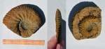 Аммонит сем. Craspeditidae
