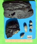 Следы двустворок Lithophaga sp.