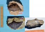 Брахиопода Brachythyrina cf. strangwaysi